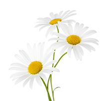 カミツレ花エキス