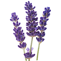 ラベンダー花エキス